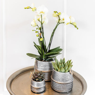 Kolibri Company - Planten set Groove zilver | Set met witte Phalaenopsis orchidee Amabilis Ø9cm en groene plant Succulent Crassula Ovata Ø6cm  | incl. zilver keramieken sierpotten