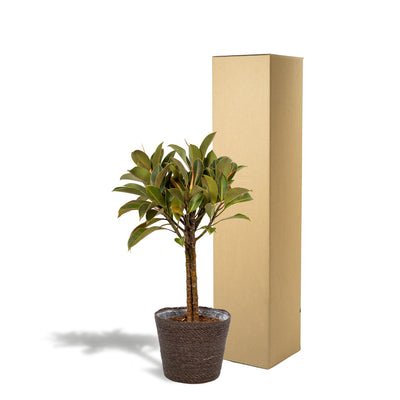Ficus elastica Melany stam + Mand Igmar - ↨90cm - Ø21cm