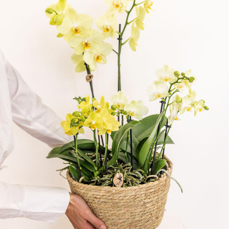 Kolibri Orchids | gele plantenset in Cotton Basket incl. waterreservoir | drie gele orchideeën en drie groene planten Rhipsalis | Field Bouquet geel met zelfvoorzienend waterreservoir