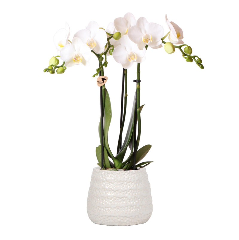 Kolibri Orchids | Witte Phalaenopsis orchidee – Amabilis + Dots sierpot wit – potmaat Ø9cm – 40cm hoog | bloeiende kamerplant in bloempot - vers van de kweker