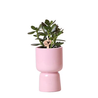Kolibri Greens | Groene plant - Succulent Crassula Ovata in Trophy pot roze - potmaat Ø9cm - groene kamerplant - vers van de kweker