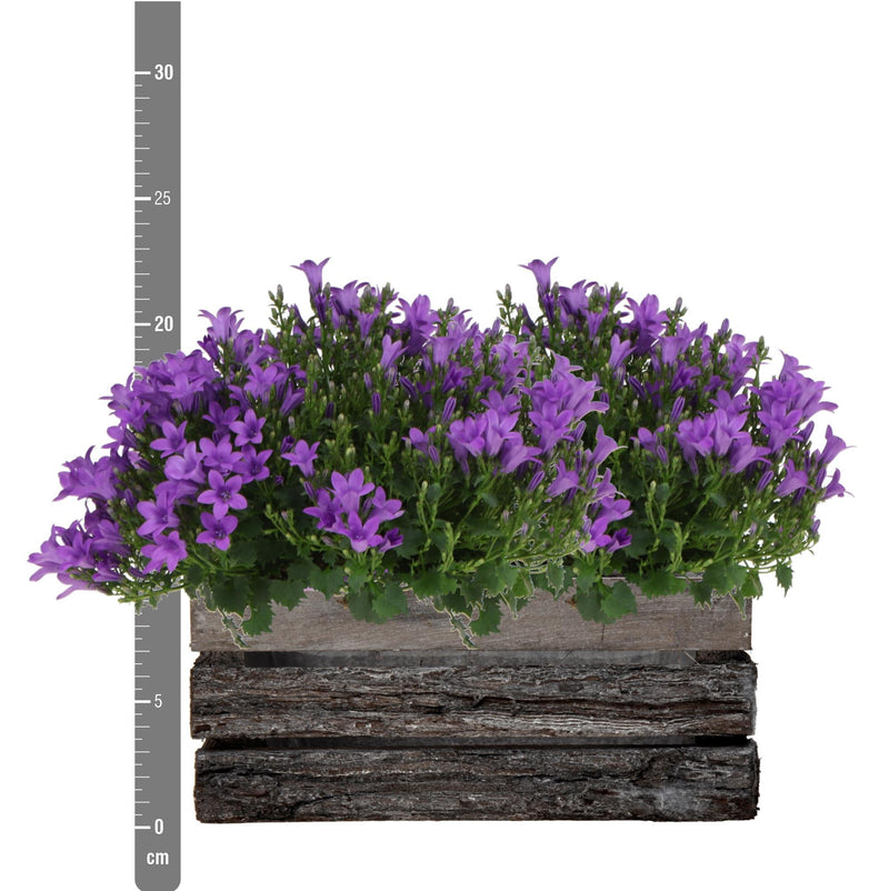 Campanula Addenda Ambella Intense purple - Houten schaal met 2 tuinplanten - potmaat 12cm - vaste plant - winterhard