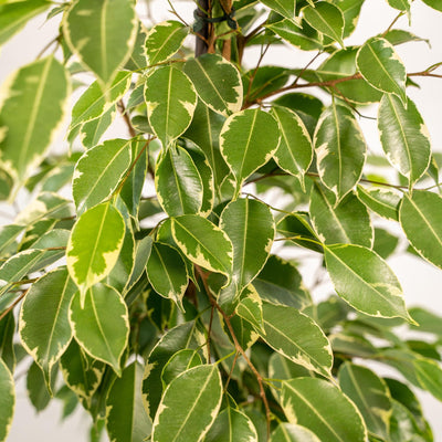 Ficus benjamina Goldenking + Pot Mayk Lead - ↨95cm - Ø21cm