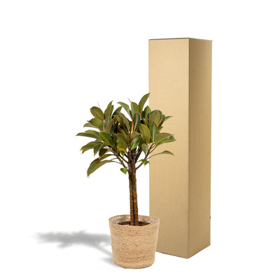 Ficus elastica Melany stam + Mand Selin - ↨90cm - Ø21cm