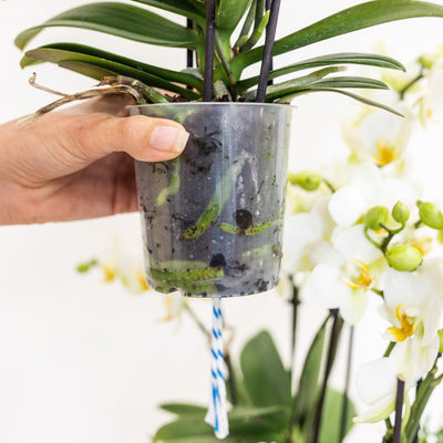Kolibri Orchids | gele plantenset in Cotton Basket incl. waterreservoir | drie gele orchideeën en drie groene planten Rhipsalis | Field Bouquet geel met zelfvoorzienend waterreservoir