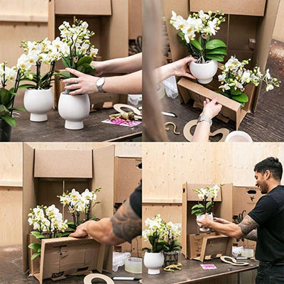 Kolibri Company - Planten set Groove zilver | Set met witte Phalaenopsis orchidee Amabilis Ø9cm en groene plant Succulent Crassula Ovata Ø6cm  | incl. zilver keramieken sierpotten