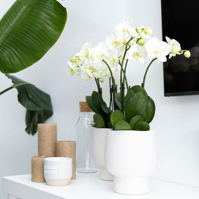 Kolibri Orchids | Witte Phalaenopsis orchidee – Amabilis + Scandic sierpot wit – potmaat Ø9cm – 40cm hoog | bloeiende kamerplant in bloempot - vers van de kweker