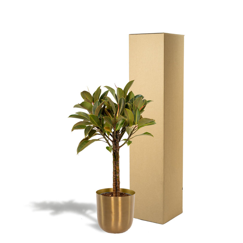 Ficus elastica Melany stam + Pot Mayk Gold - ↨90cm - Ø21cm