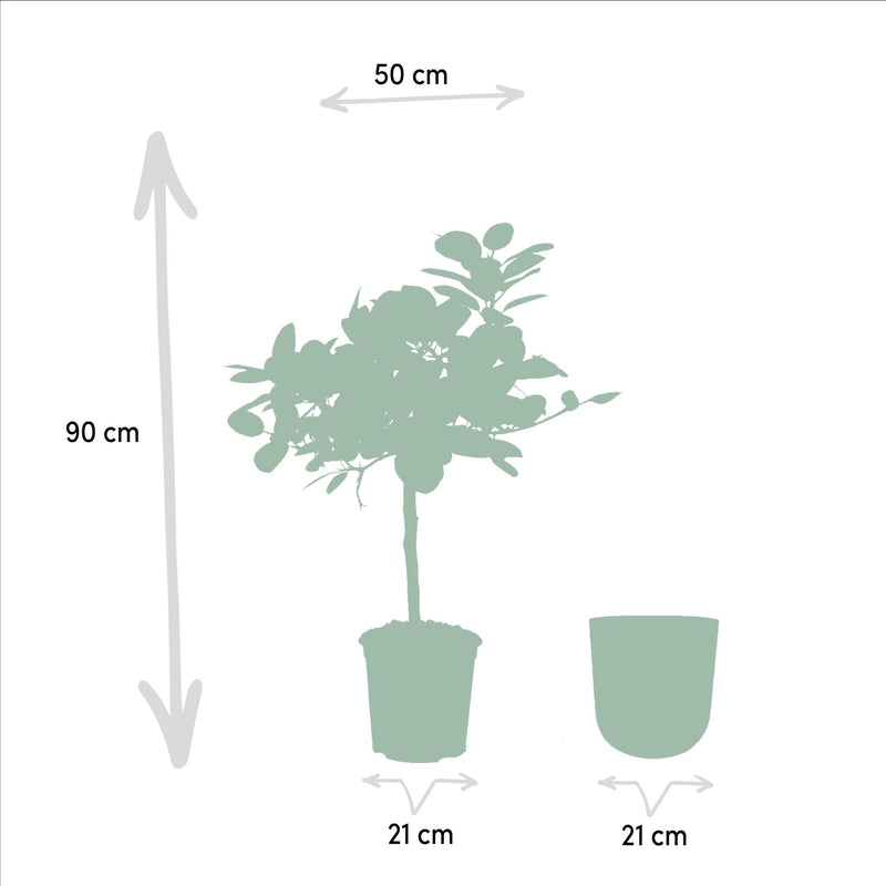 Ficus benghalensis Petite Audrey + Pot Mayk Gold - ↨90cm - Ø21cm