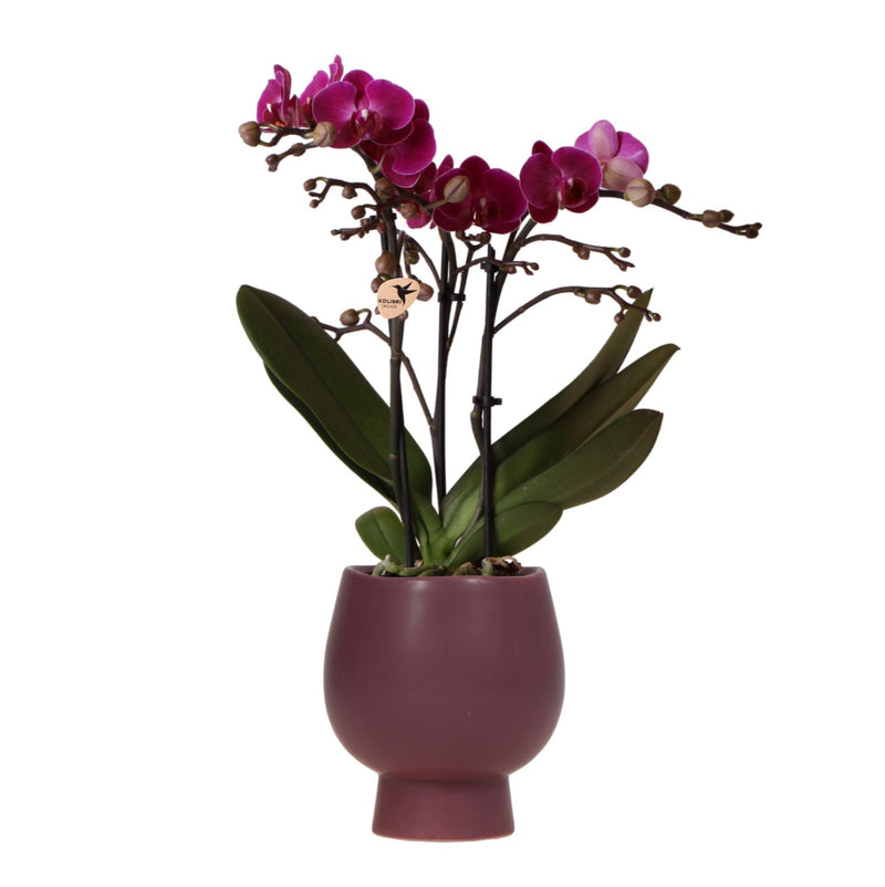 Kolibri Orchids | Paarse Phalaenopsis orchidee – Morelia + Scandic sierpot violet – potmaat Ø9cm – 45cm hoog | bloeiende kamerplant in bloempot - vers van de kweker