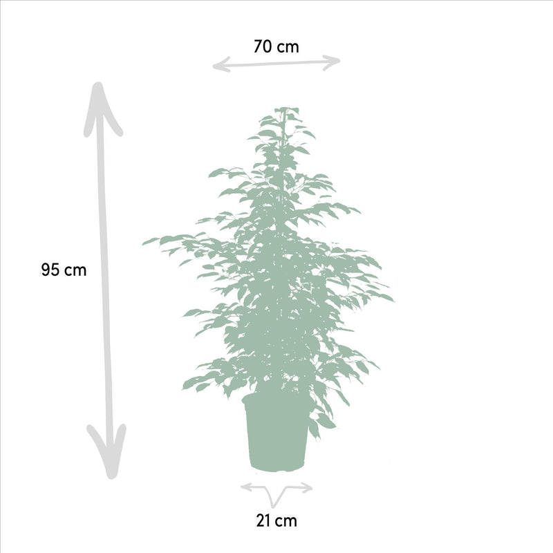 Ficus Benjamina Danielle - ↨95cm,Ø21cm - Ficus Benjamina Twilight - ↨95cm,Ø21cm - Ficus Microcarpa Moclame - ↨95cm,Ø21cm