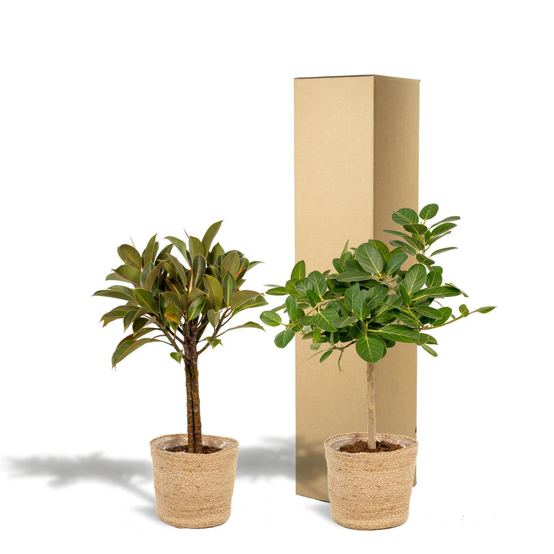 Incl. mand Selin - Ficus Elastica Melany - ↨85cm,Ø21cm - Ficus Benghalensis Audrey - ↨85cm,Ø21cm