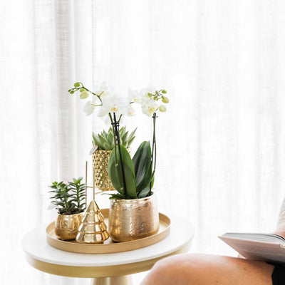 Complete Planten set Luxury goud | Groene planten set met witte Phalaenopsis orchidee en Succulenten incl. gouden keramieken sierpotten & kerstboom accessoire