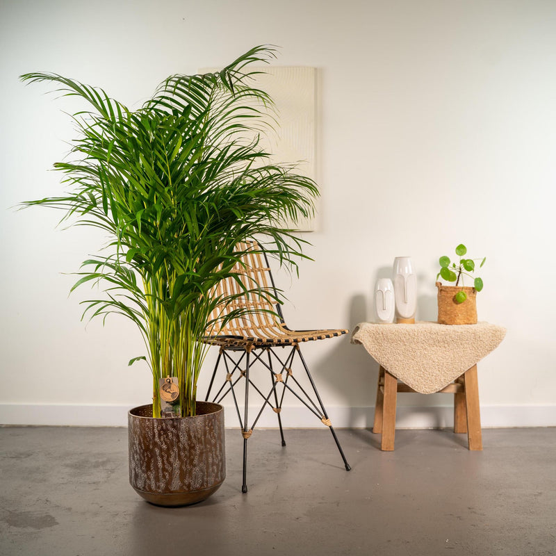 Areca palm met pot - ↨130cm - Ø24cm