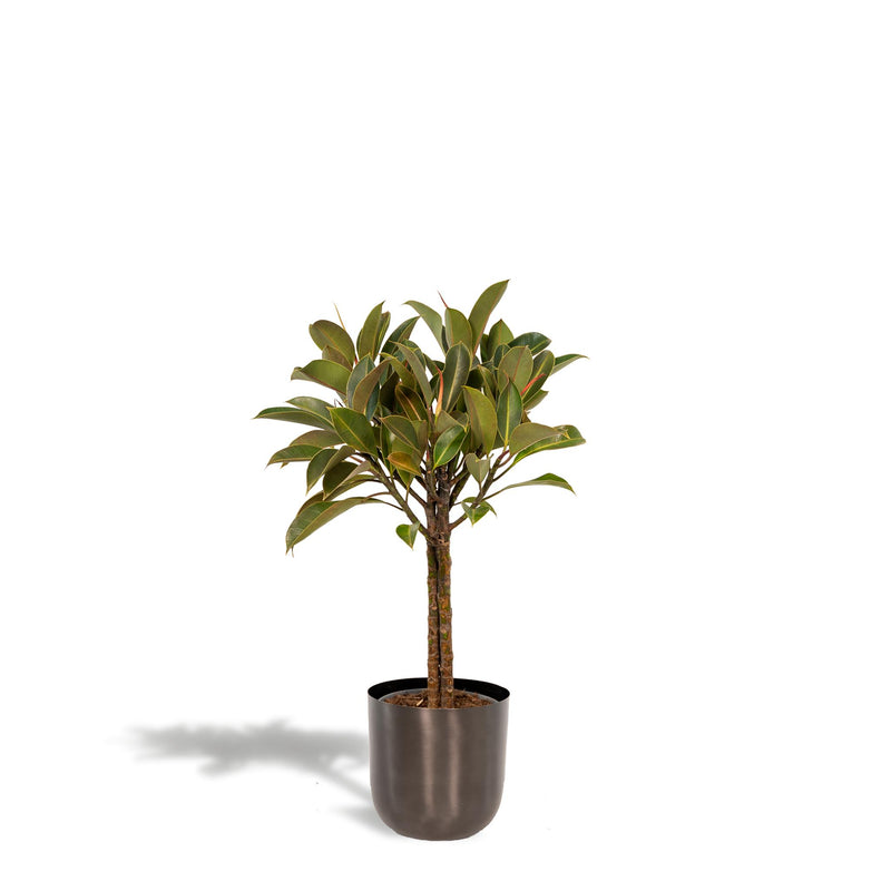 Ficus elastica Melany stam + Pot Mayk Lead - ↨90cm - Ø21cm
