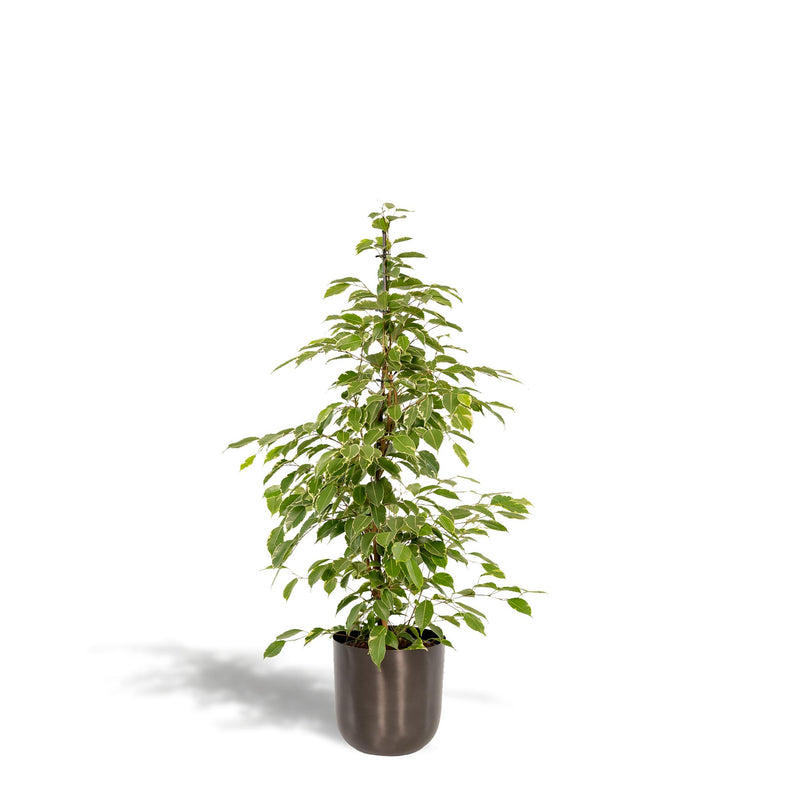 Ficus benjamina Goldenking + Pot Mayk Lead - ↨95cm - Ø21cm