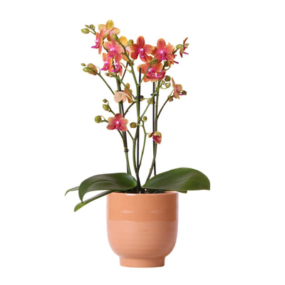 Kolibri Orchids | Oranje geurende phalaenopsis orchidee in cognac kleurige Glazed sierpot - potmaat Ø12cm