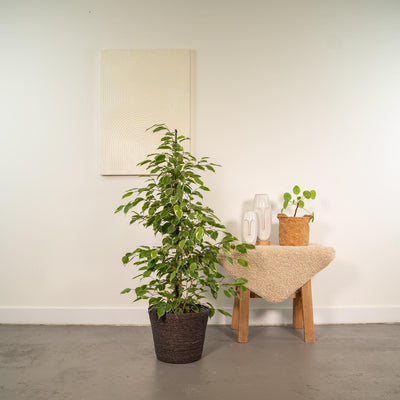 Ficus benjamina Goldenking + Mand Igmar - ↨95cm - Ø21cm
