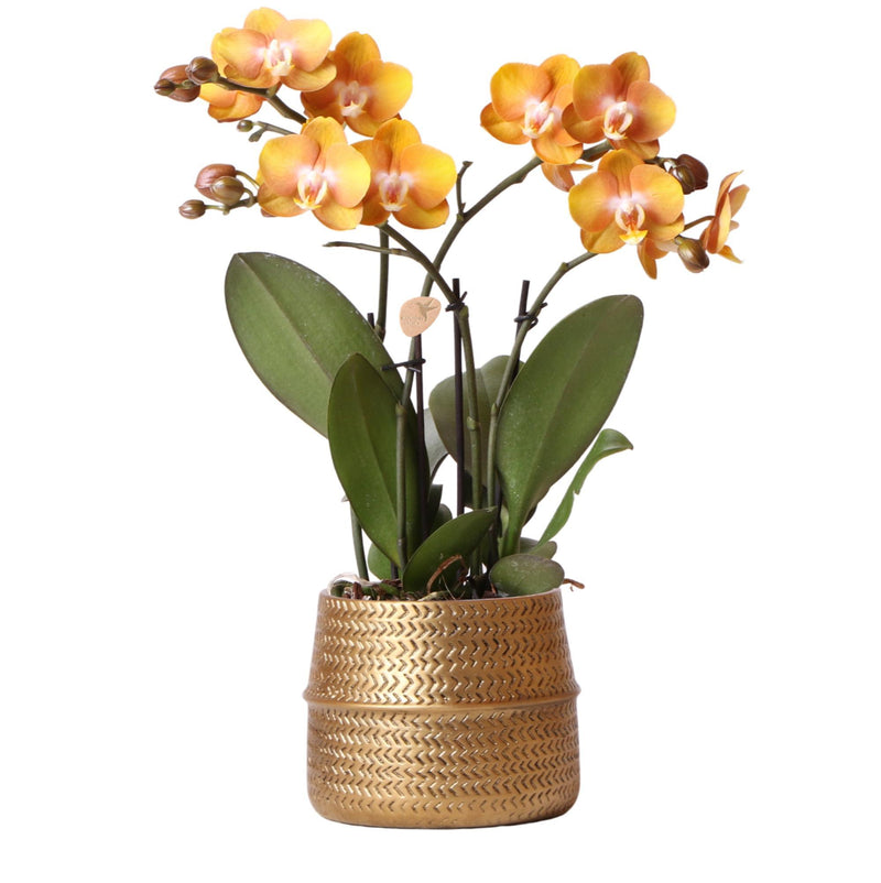 Kolibri Orchids | Oranje Phalaenopsis orchidee Las Vegas in gouden Groove sierpot - Ø12cm