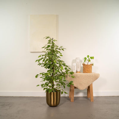 Ficus benjamina Goldenking + Pot Mayk Gold - ↨95cm - Ø21cm