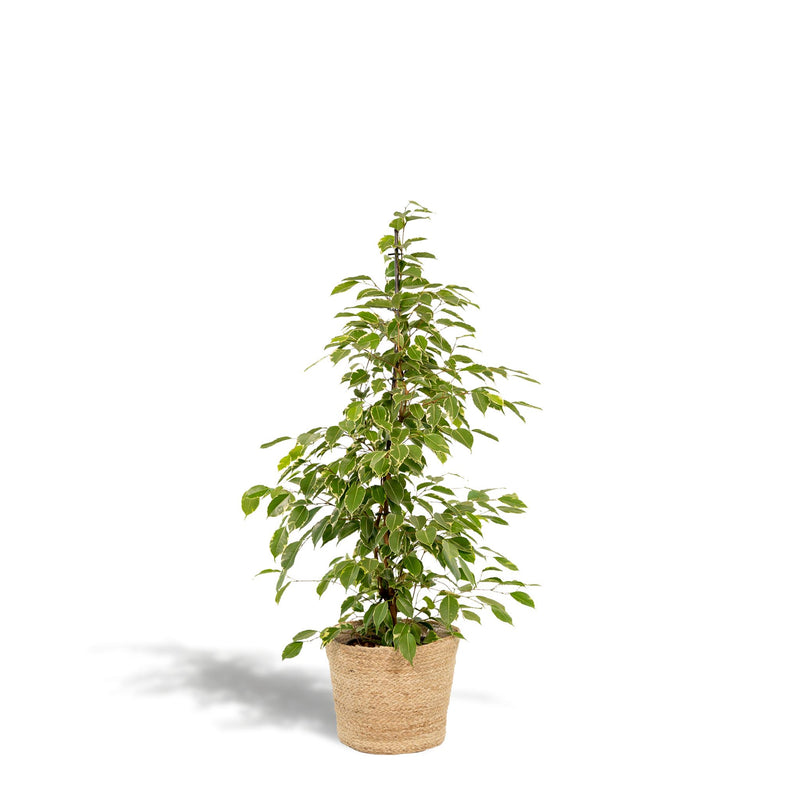 Ficus benjamina Goldenking + Mand Selin - ↨95cm - Ø21cm