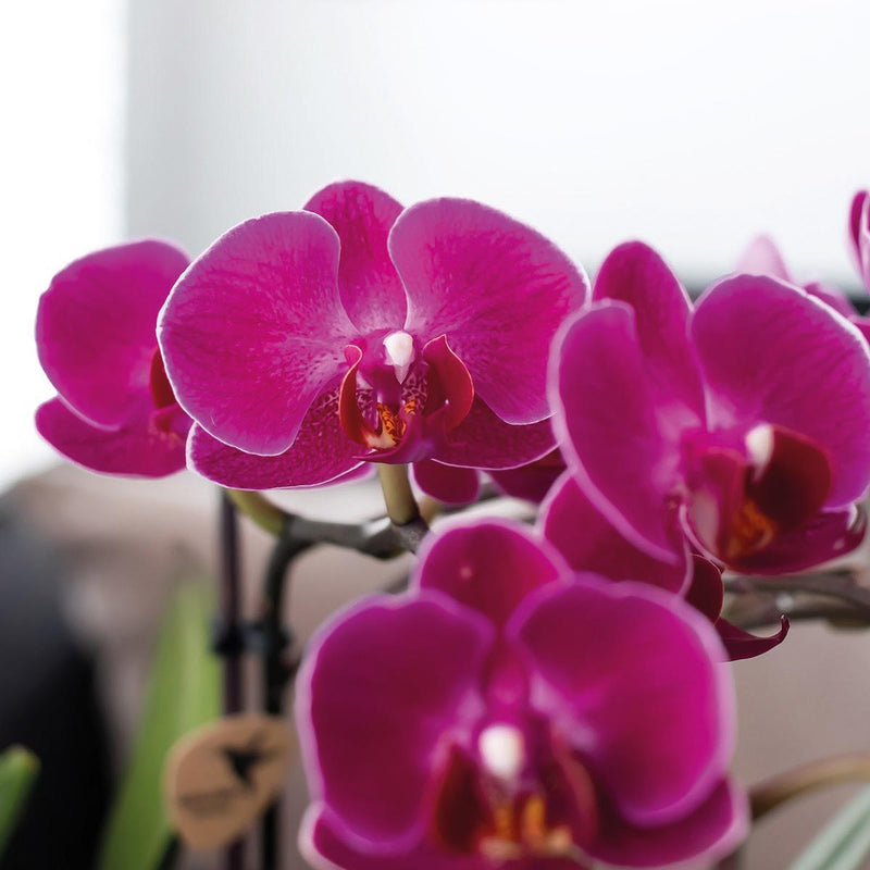 Kolibri Orchids | paarse Phalaenopsis orchidee – Morelia in Tower sierpot roze – potmaat Ø9cm – 40cm hoog | bloeiende kamerplant in bloempot - vers van de kweker