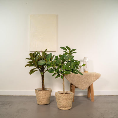 Incl. mand Selin - Ficus Elastica Melany - ↨85cm,Ø21cm - Ficus Benghalensis Audrey - ↨85cm,Ø21cm