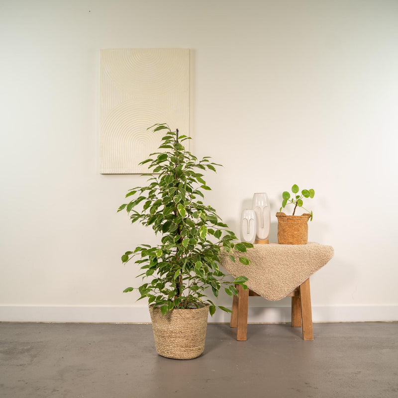 Ficus benjamina Goldenking + Mand Selin - ↨95cm - Ø21cm