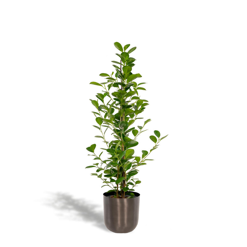 Ficus microcarpa Moclame + Pot Mayk Lead - ↨95cm - Ø21cm