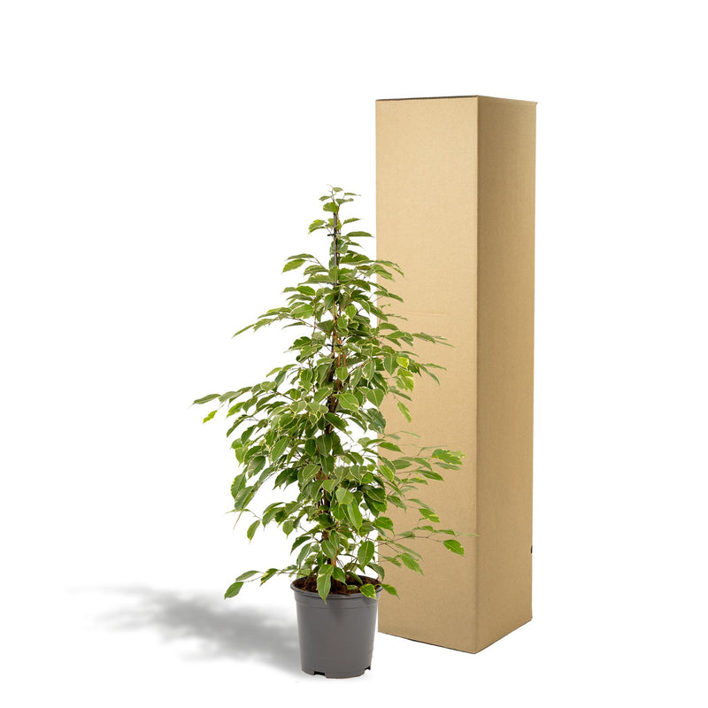 Ficus benjamina Goldenking - ↨95cm - Ø21cm