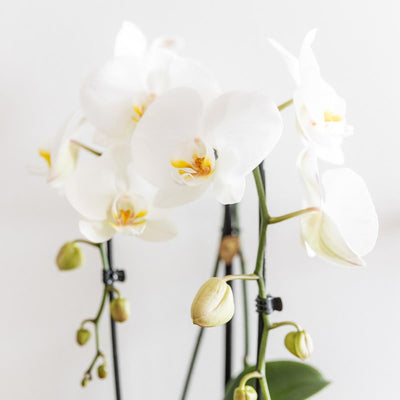 Kolibri Orchids | Witte Phalaenopsis orchidee Niagara Fall in gouden Luxury sierpot - Ø12cm | bloeiende kamerplant in bloempot - vers van de kweker