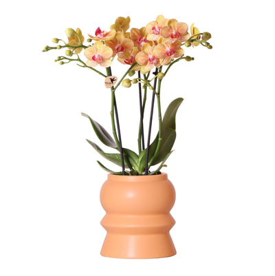 Kolibri Orchids | Oranje Phalaenopsis orchidee – Jamaica + Tower sierpot peach – potmaat Ø9cm – 40cm hoog | bloeiende kamerplant in bloempot - vers van de kweker