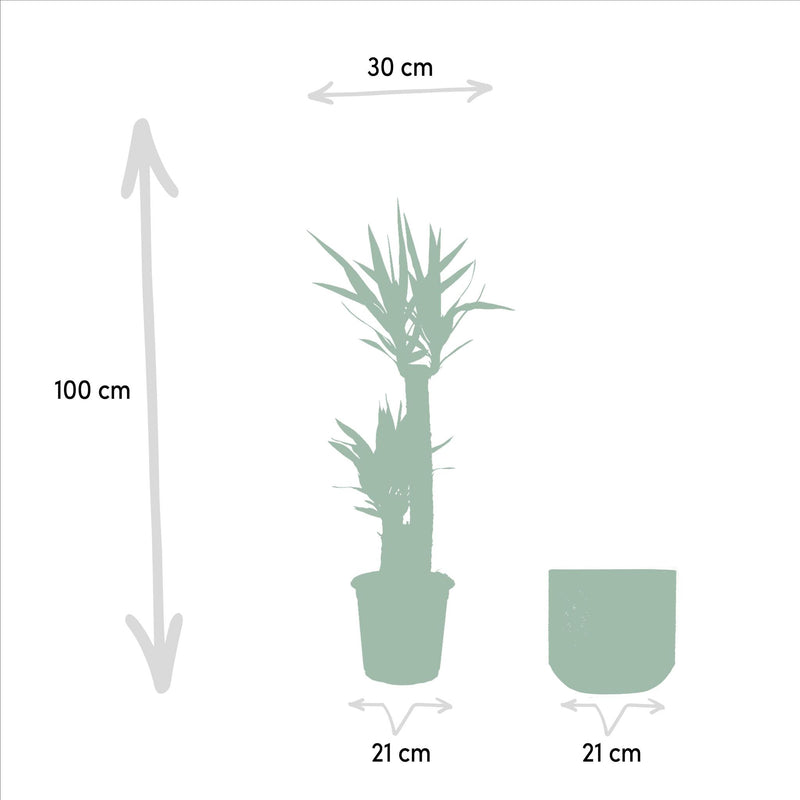 Yucca met pot - ↨100cm - Ø21cm