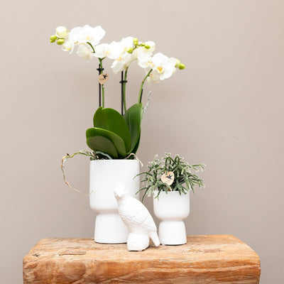 Kolibri Orchids | witte Phalaenopsis orchidee – Amabilis + Trophy sierpot grijs – potmaat Ø9cm – 40cm hoog | bloeiende kamerplant in bloempot - vers van de kweker