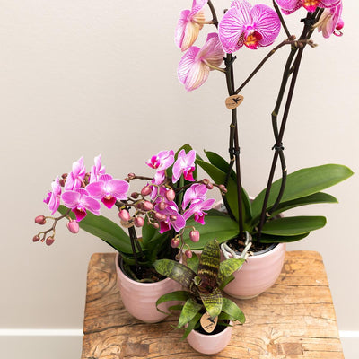 Kolibri Orchids | Roze phalaenopsis orchidee Diamond Melody in Roze Glazed sierpot - potmaat Ø12cm