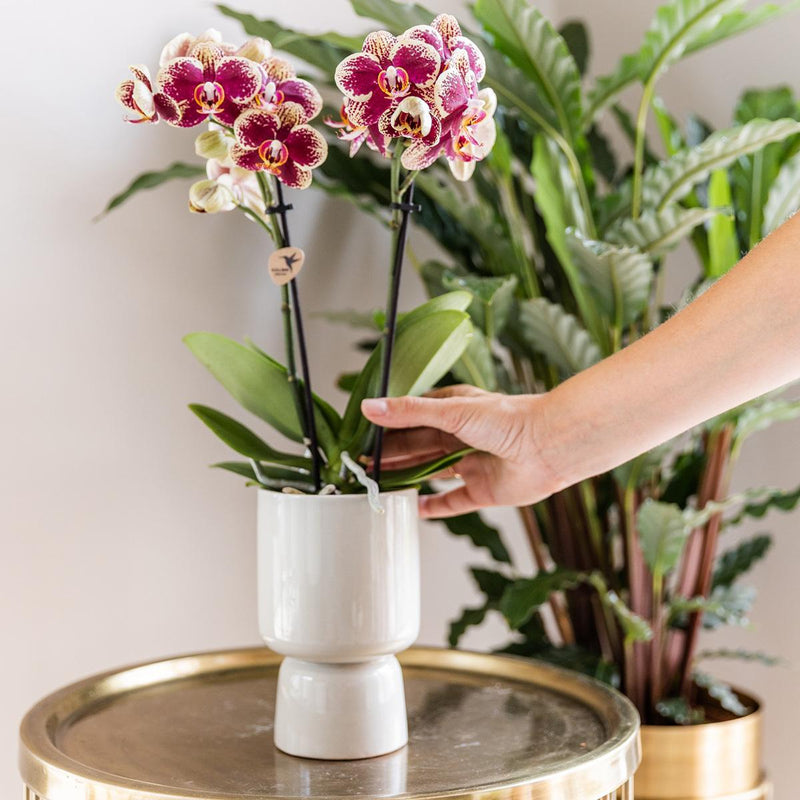 Kolibri Orchids | Geel rode Phalaenopsis orchidee - Spain + Trophy grijze sierpot - potmaat Ø9cm - 45cm hoog | bloeiende kamerplant - vers van de kweker