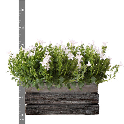 Campanula Addenda Ambella white - Houten schaal met 2 tuinplanten - potmaat 12cm - vaste plant - winterhard