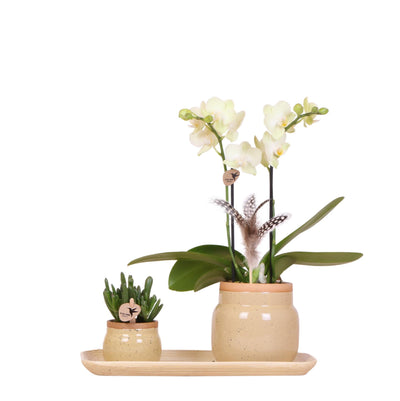 Kolibri Orchids | Groene planten met gele Phalaenopsis orchidee in Vintage khaki sierpotten en bamboe dienblad