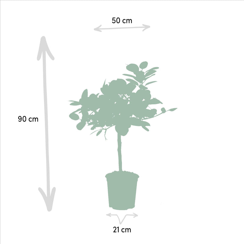 Ficus benghalensis Petite Audrey - ↨90cm - Ø21cm