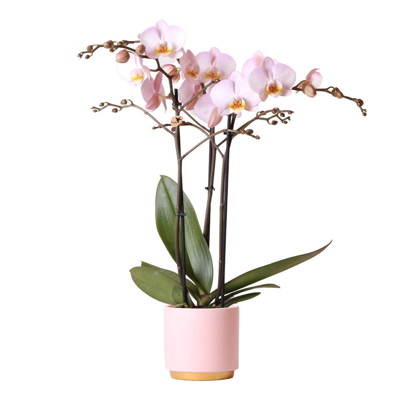 Kolibri Orchids | Roze Phalaenopsis orchidee Kikion in roze Gold Foot sierpot | potmaat Ø12cm