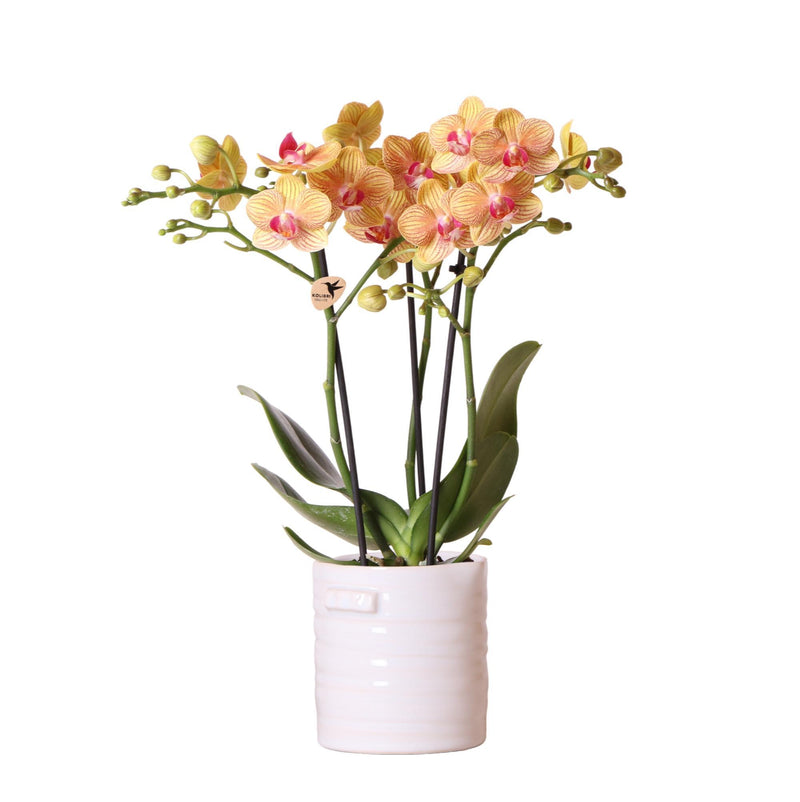 Kolibri Orchids | Oranje Phalaenopsis orchidee – Jamaica + Jug sierpot wit – potmaat Ø9cm – 40cm hoog | bloeiende kamerplant in bloempot - vers van de kweker