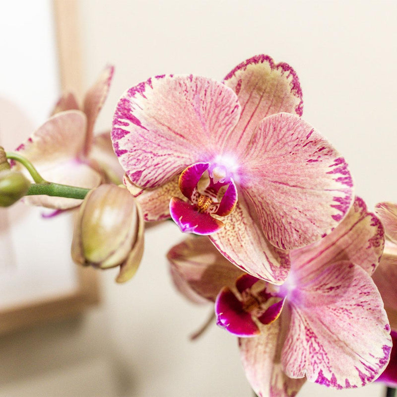 Kolibri Orchids | Oranje roze Phalaenopsis orchidee - Jewel Pirate Picotee - potmaat Ø12cm  bloeiende kamerplant - vers van de kweker