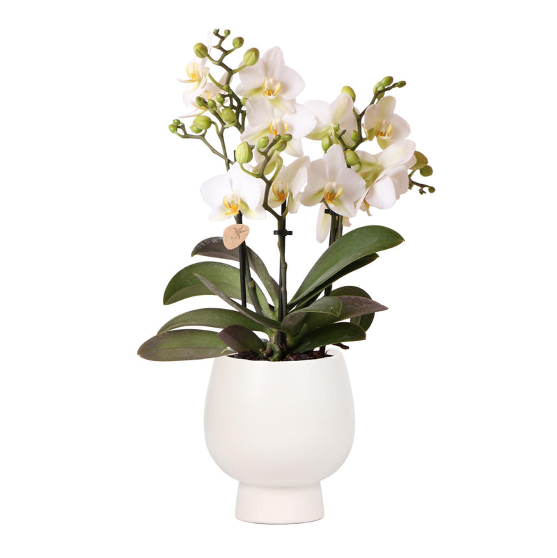 Kolibri Orchids | Witte phalaenopsis orchidee - Lausanne + Scandic witte sierpot - potmaat Ø9cm + 40cm hoog  | bloeiende kamerplant - vers van de kweker