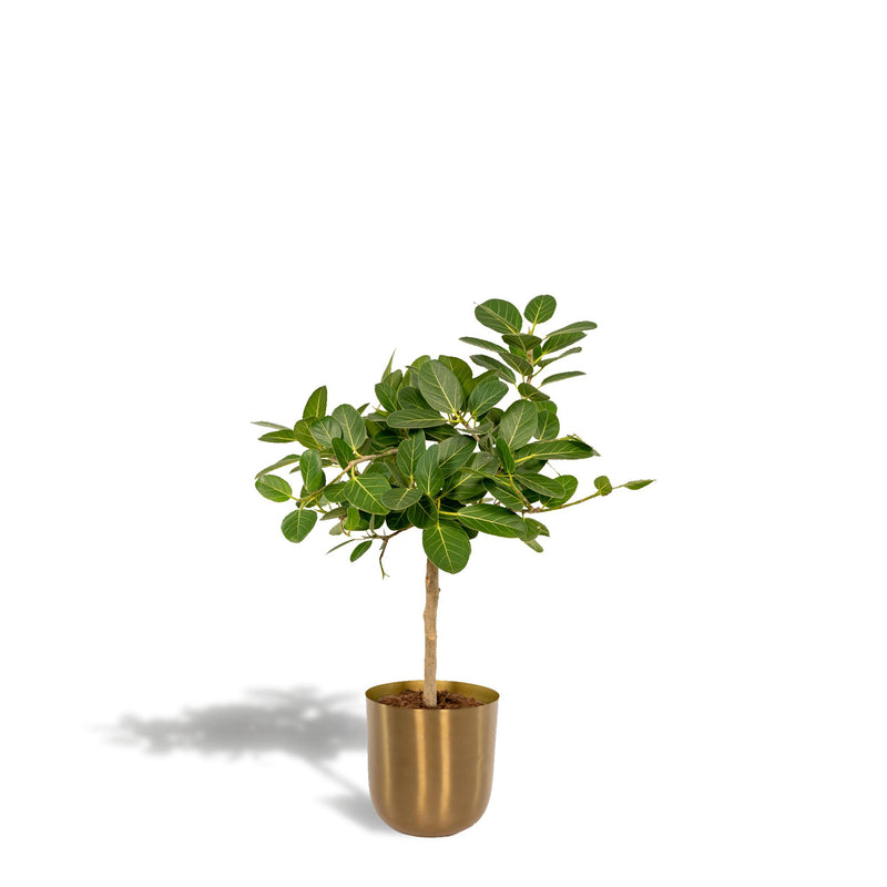 Ficus benghalensis Petite Audrey + Pot Mayk Gold - ↨90cm - Ø21cm