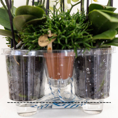 Kolibri Orchids | paarse plantenset in Cotton Basket incl. waterreservoir | drie paarse orchideeën Morelia 9cm en drie groene planten Rhipsalis | Jungle Bouquet paars met zelfvoorzienend waterreservoir