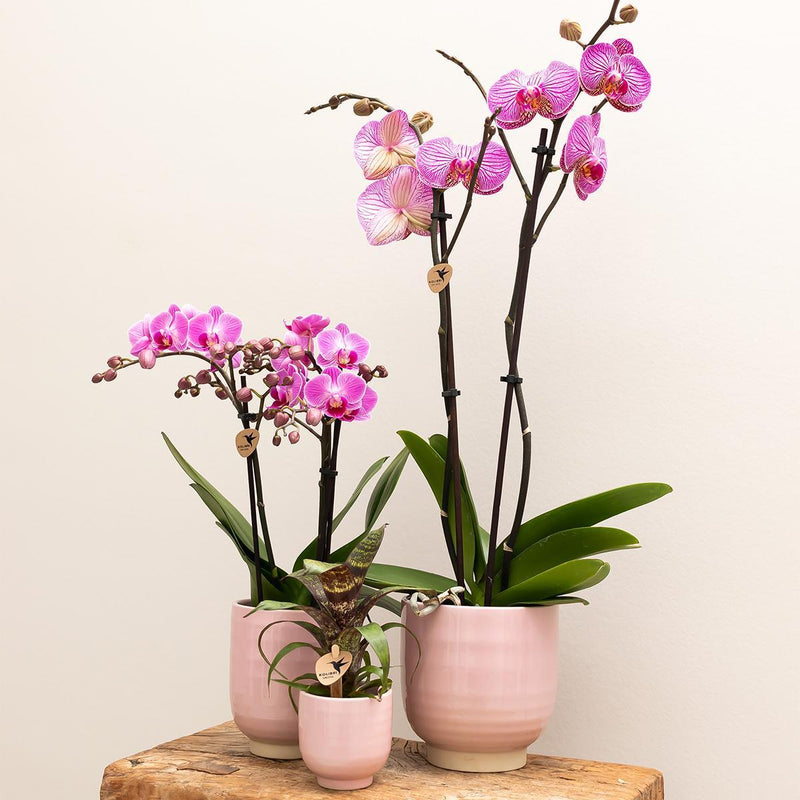 Kolibri Orchids | Roze phalaenopsis orchidee Diamond Melody in Roze Glazed sierpot - potmaat Ø12cm