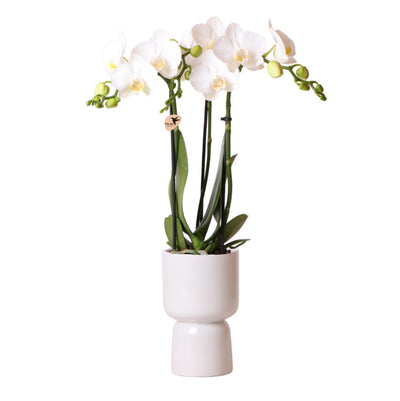 Kolibri Orchids | witte Phalaenopsis orchidee – Amabilis + Trophy sierpot grijs – potmaat Ø9cm – 40cm hoog | bloeiende kamerplant in bloempot - vers van de kweker