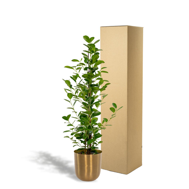 Ficus microcarpa Moclame + Pot Mayk Gold - ↨95cm - Ø21cm
