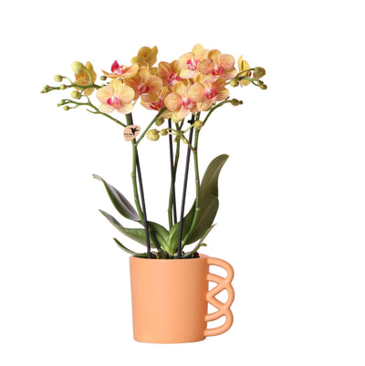 Kolibri Orchids | Oranje Phalaenopsis orchidee – Jamaica + Happy Mug sierpot peach – potmaat Ø9cm – 40cm hoog | bloeiende kamerplant in bloempot - vers van de kweker