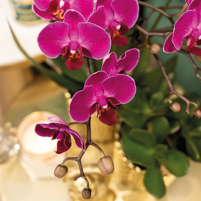 Kolibri Orchids | paarse Phalaenopsis orchidee - Morelia + Diamond sierpot goud - potmaat Ø9cm - 40cm hoog | bloeiende kamerplant - vers van de kweker